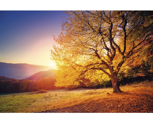 Canvasprint Goldentree 150x100 cm