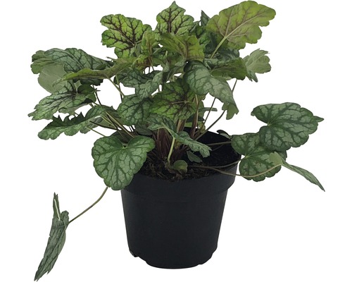 Coral Bells FloraSelf Heuchera x Hybridum Ø 12 cm pot willekeurige variëteitselectie