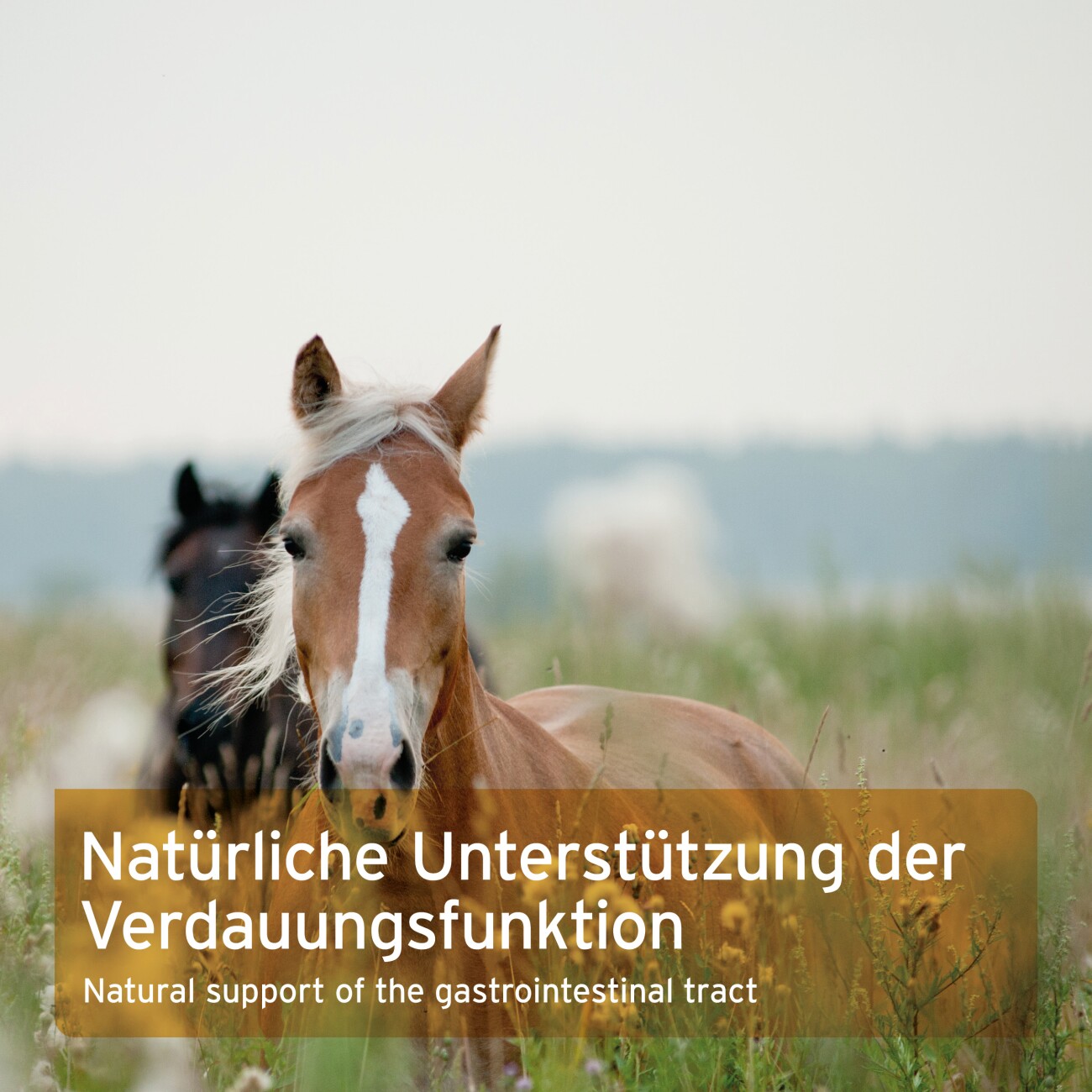 AniForte Flohsamenschalen 2,5 kg