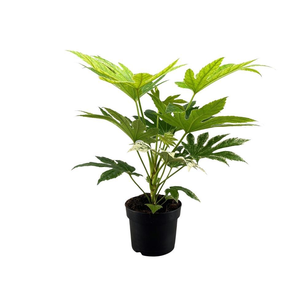 Plante d'intérieur - fatsia japonica spider web 50.0cm