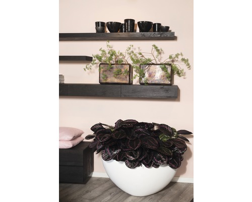 Korbmarante FloraSelf Calathea Cultivars 'Suprise Star' H 30-40 cm Ø 14 cm pot