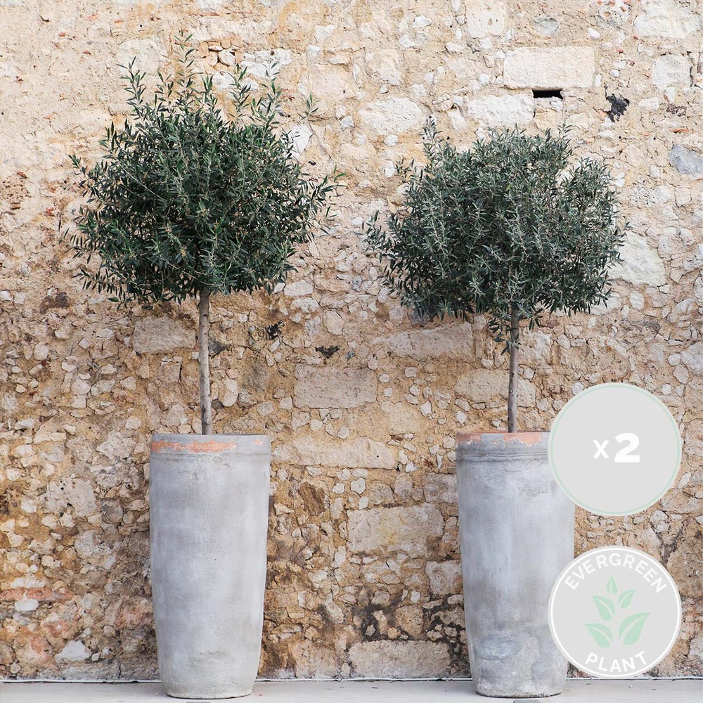2x olea europaea - olivier sur tronc - arbre - rustique – ⌀19 cm - ↕80-90 cm