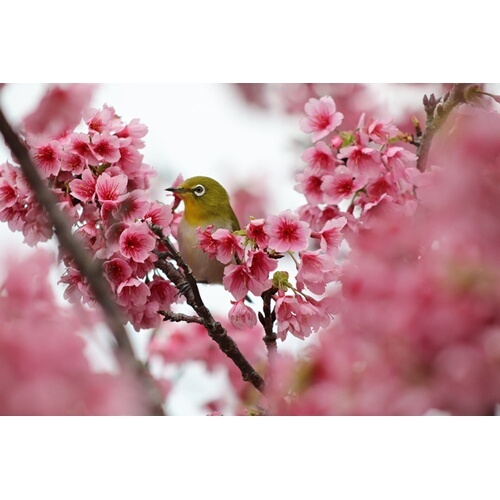Objectif zoom Canon Hybride RF 75-300mm F4-5.6