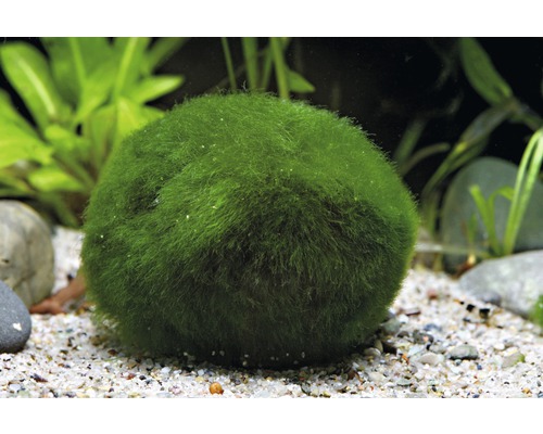 Mosalgenbal 2,5 - 6 cm - Aegagropila linnaei