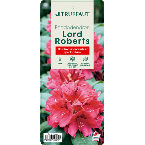 Rhododenrdron x 'lord Roberts' : H 40/50 cm, ctr 7 litres