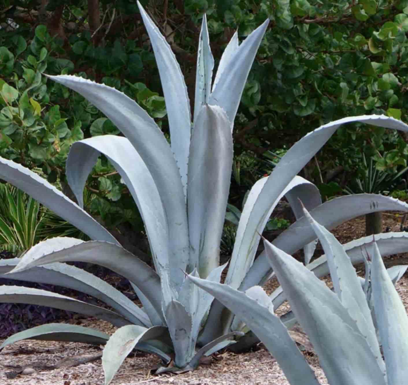 Agave franzosinii jaune - taille pot de 5 litres