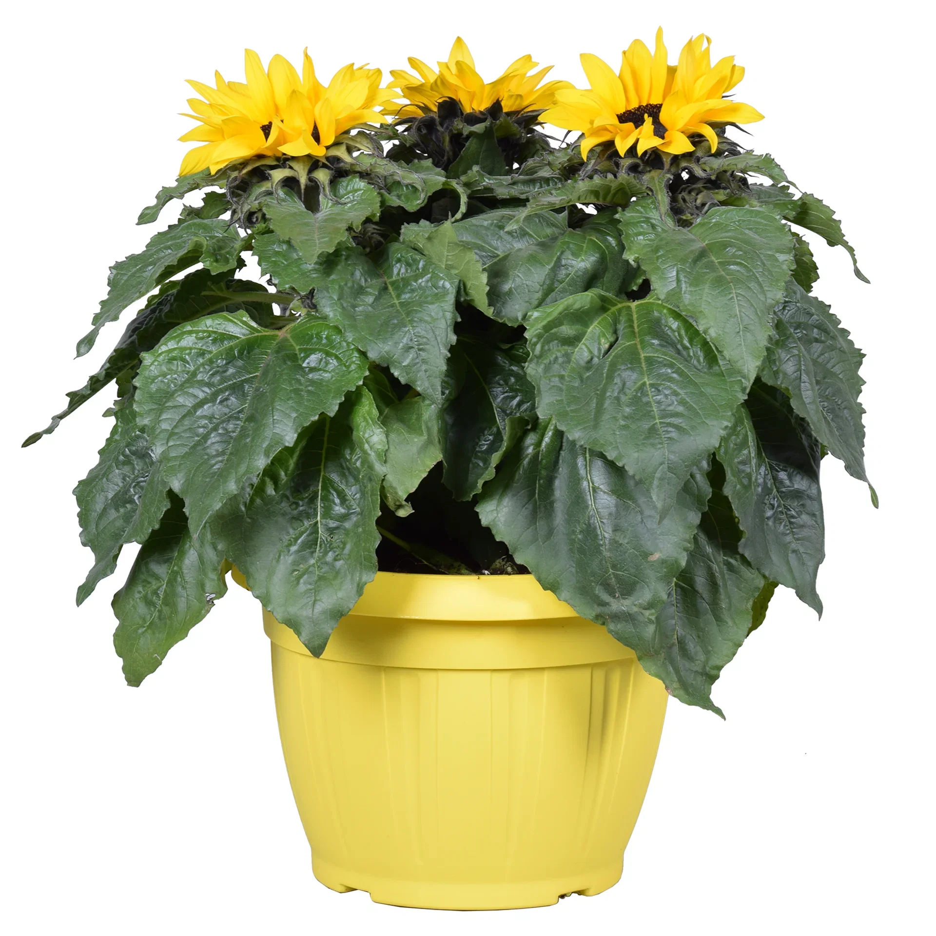 Helianthus 'Sensation' 25 cm Solsikke 'Sensation' Ø25 cm