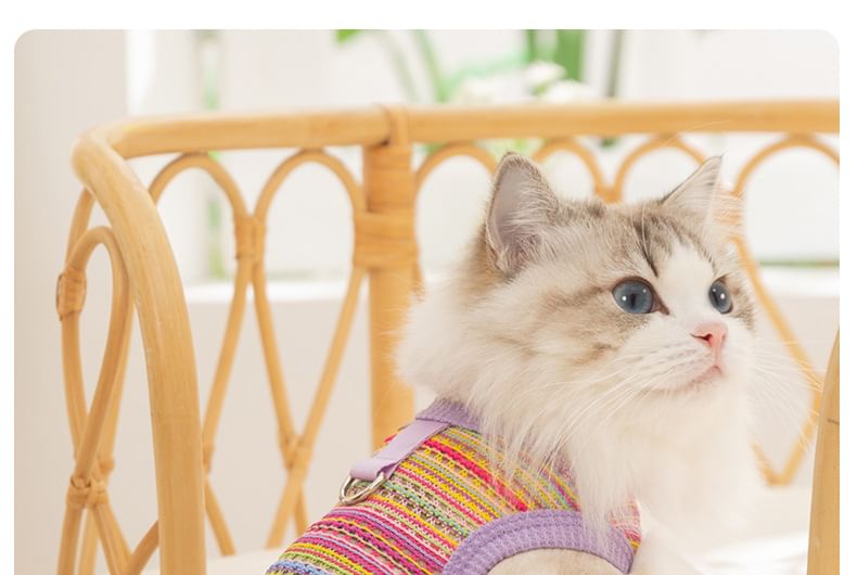 Cissilli - Gestreepte Pet Top