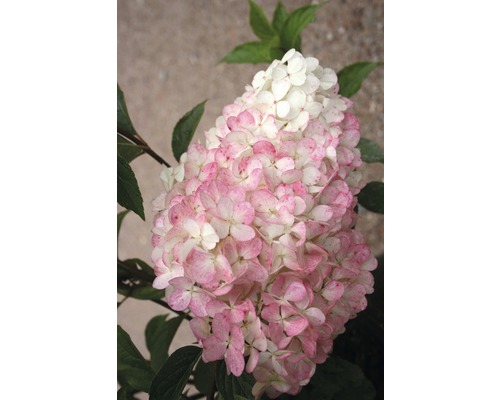 Pluimhortensia FloraSelf Hydrangea paniculata 'Vanille Fraise' H 50-60 cm Co 5 L