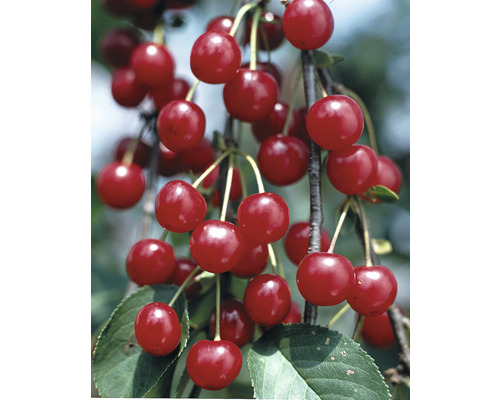 Biologische zure kers 'Schattenmorelle' FloraSelf Organic Prunus cerasus 'Schattenmorelle' Stamhoogte ca. 60 cm Totale hoogte 130-150 cm Co 7,5 L Struik