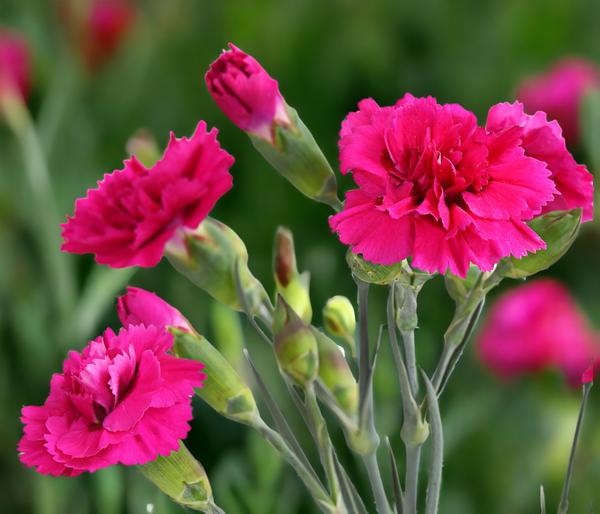 Garten-Nelke 'Devon Cottage', verschiedene