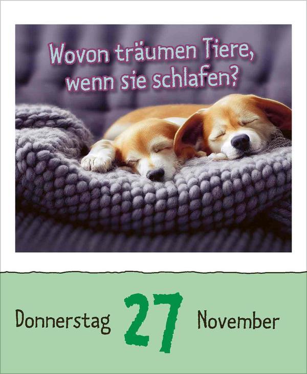 Warum wackelt Wackelpudding? 2025