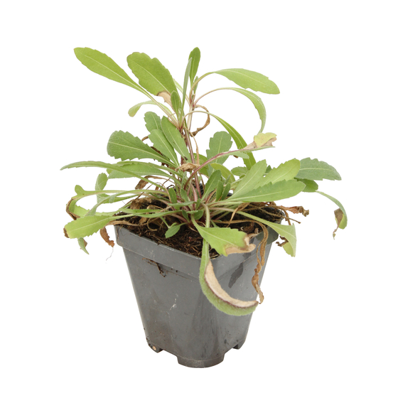 Gaillarde Kobold : godet vert