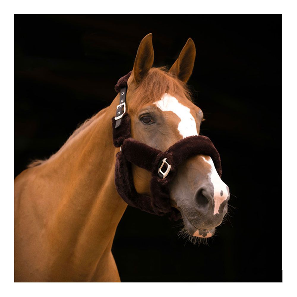 Equitheme TEDDY - Licol noir/brun