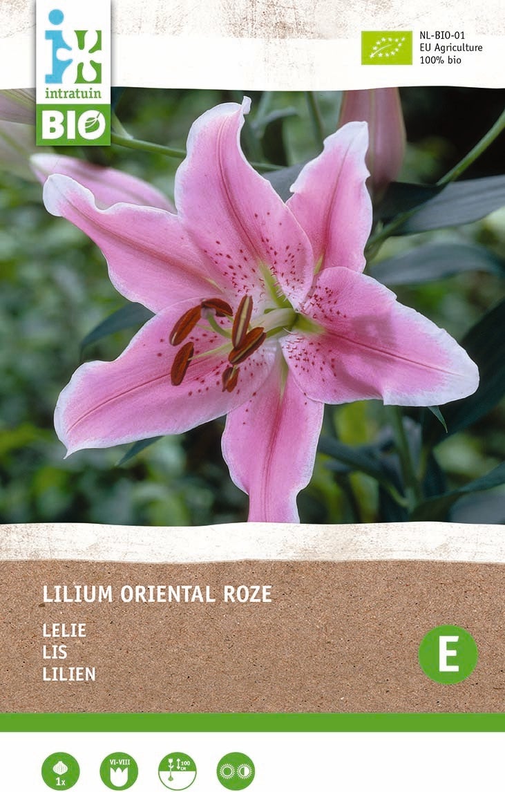 Intratuin biologische bloembol Lelie (Lilium oriental) roze