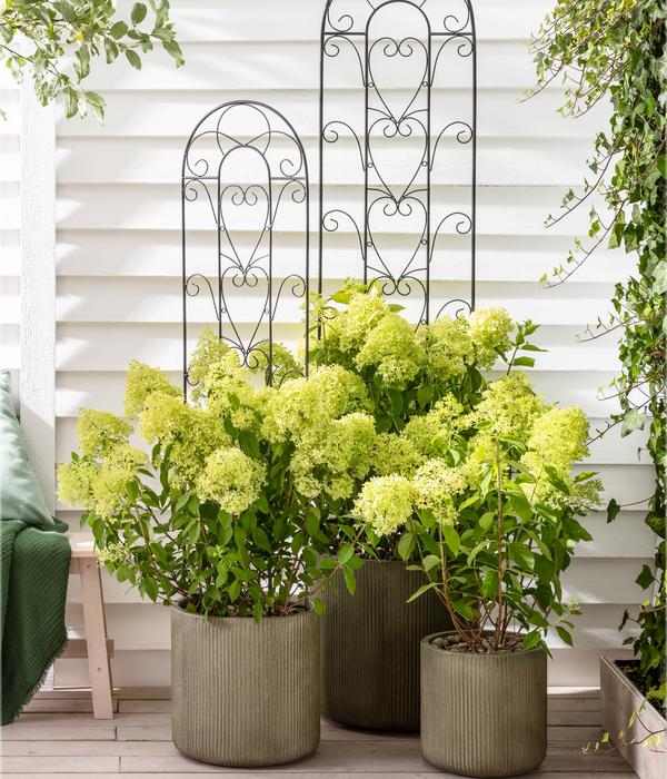 Rispen-Hortensie 'Limelight®'