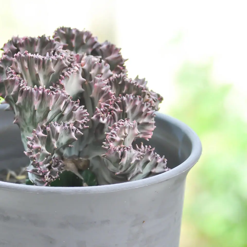 Euphorbia Cactus-set - Set van 2 - Euphorbia 'Lactea' - Hoogte 25-30cm - ⌀12cm