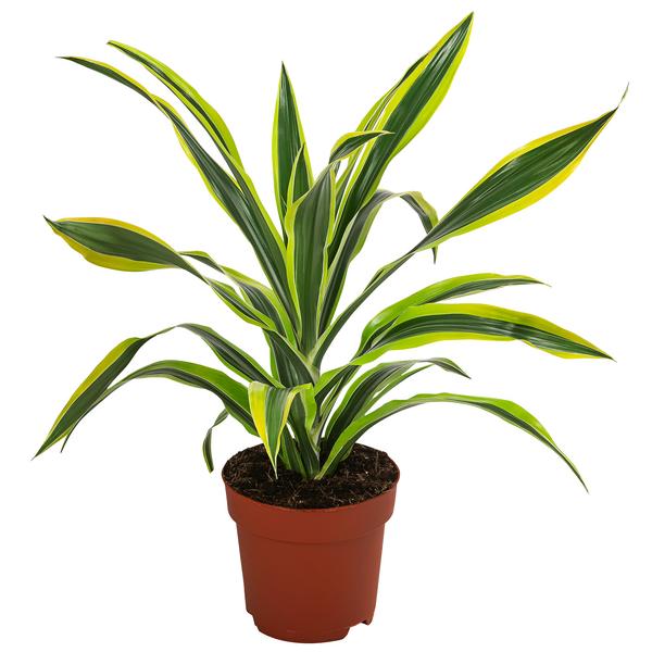 Drachenbaum - Dracaena fragrans 'Lemon Lime'