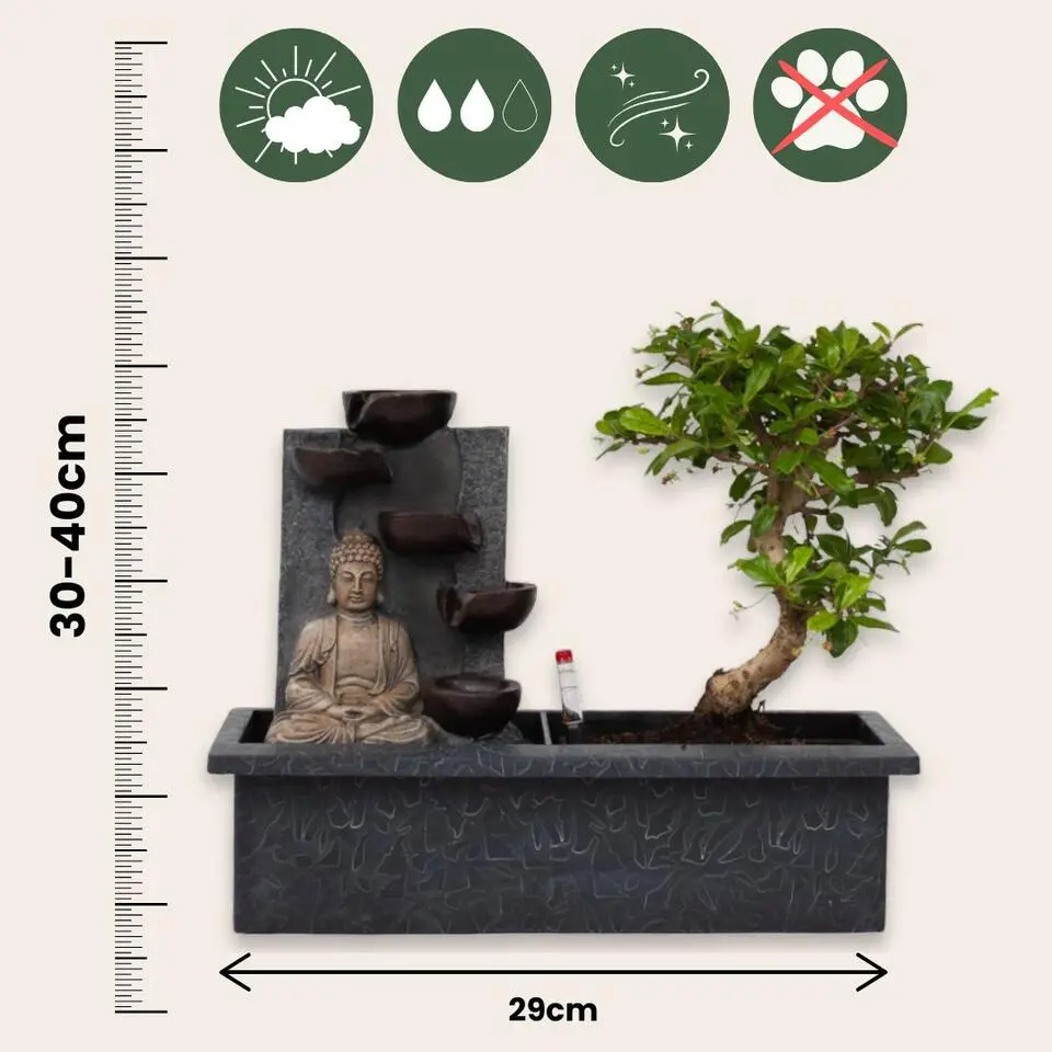 Bonsai met Buddha - Bonsai - Hoogte 25-35cm - ⌀29cm