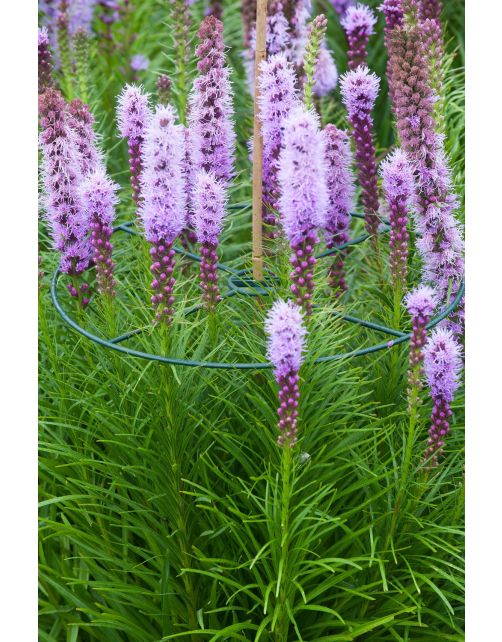 Nature Plantensteun Set 3 Ringen Groen - Klim-En Geleide Artikel