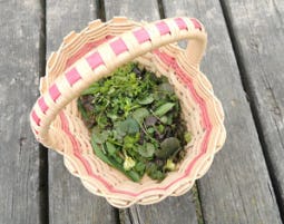 Kräuterwanderung in Wien als Geschenkidee