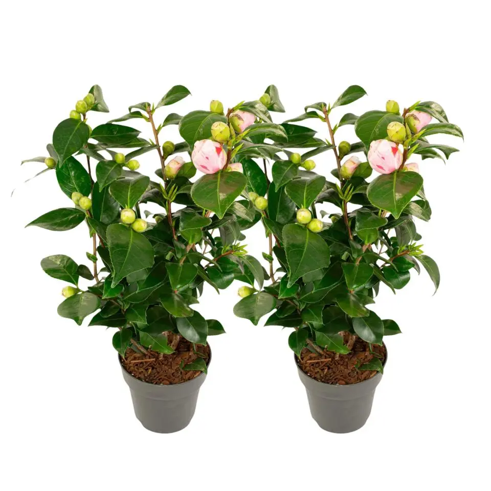 Japanse Roos - Set van 2 - Camellia 'Bonomiana' - Hoogte 50-60cm - ⌀15cm