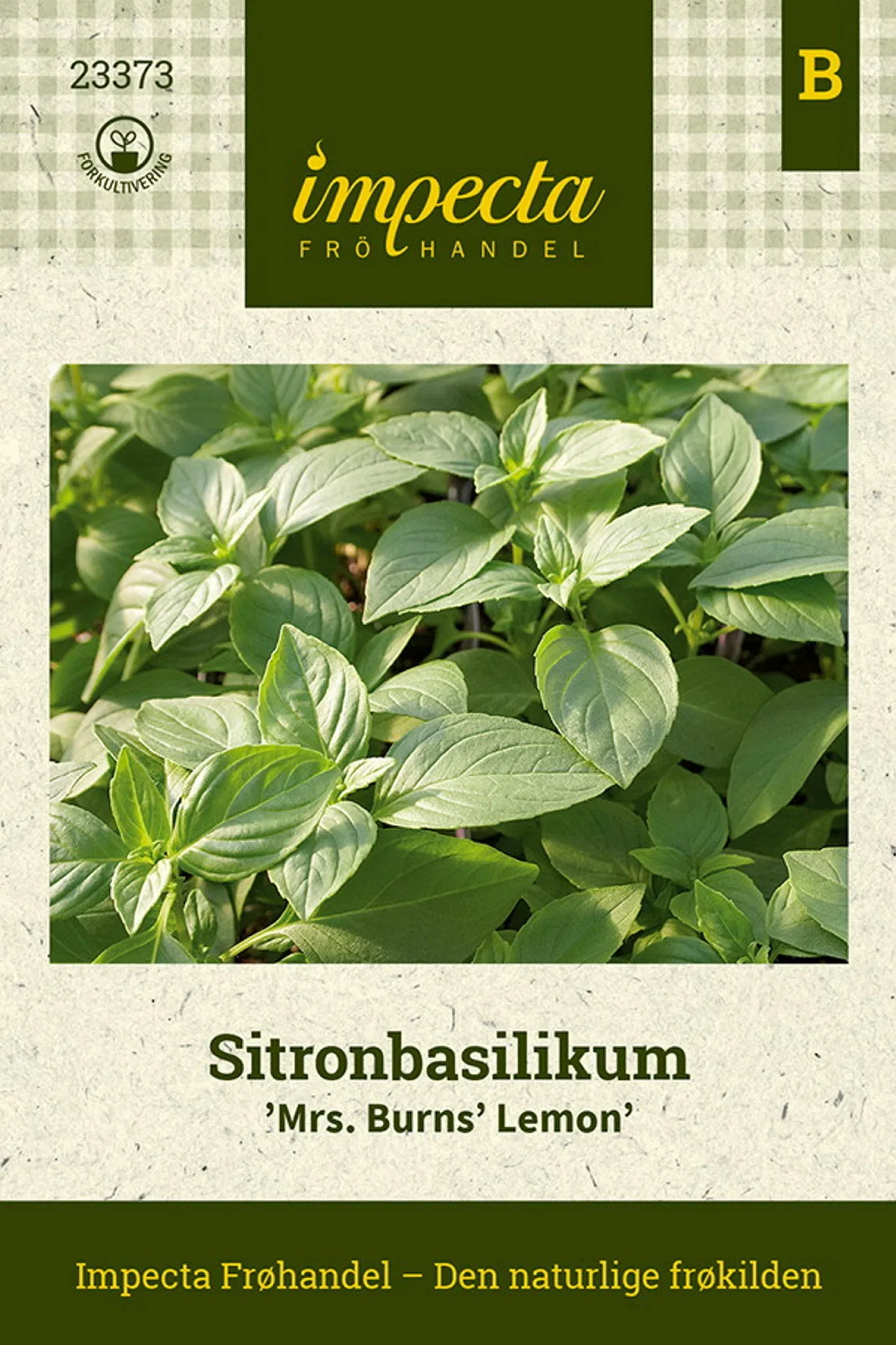 Ocimum x africanum 'Mrs. Burns' Lemon' Sitronbasilikum 'Mrs. Burns' Lemon'
