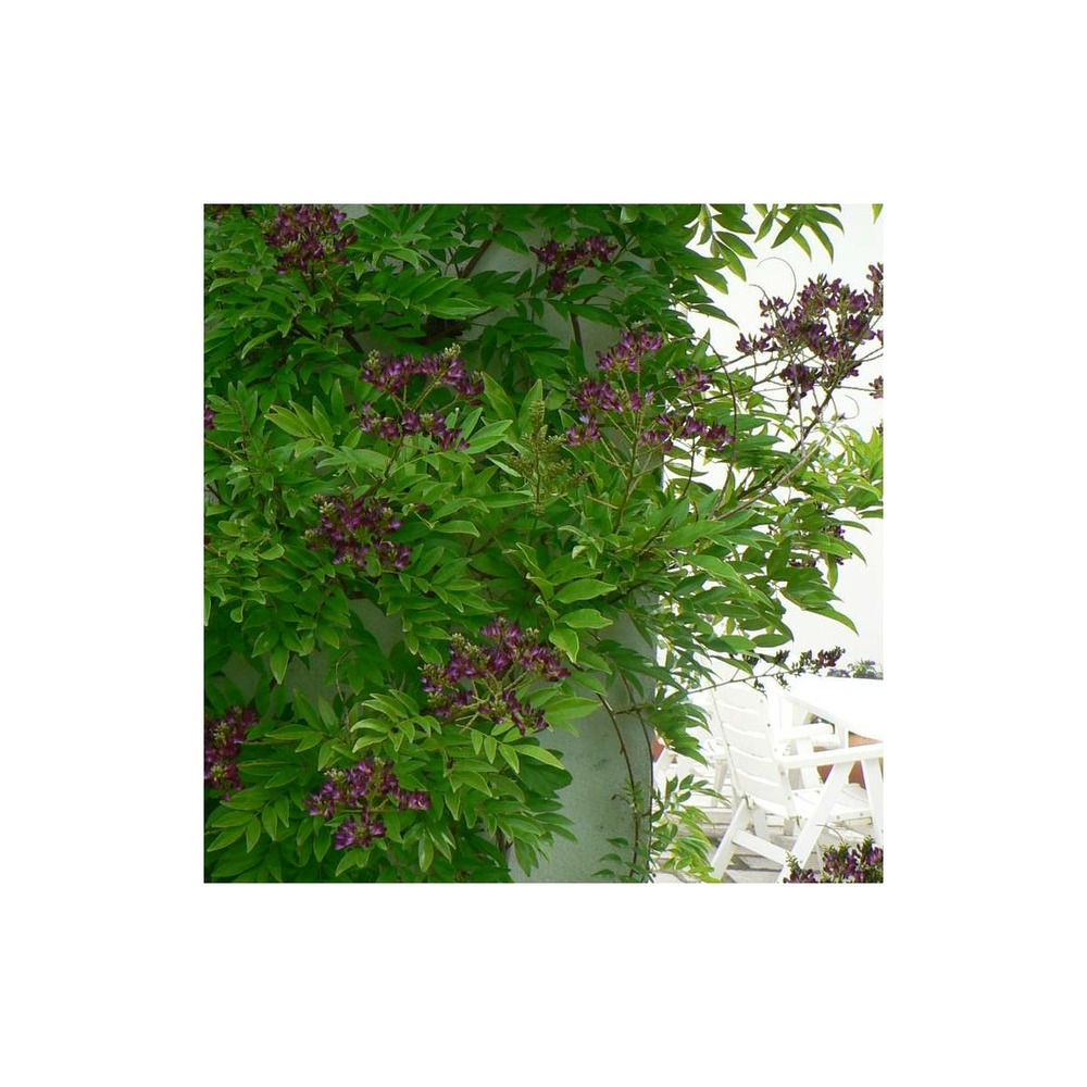Glycine d'été japonica satsuma/milletia japonica satsuma[-]pot de 3l - echelle bambou 60/120 cm