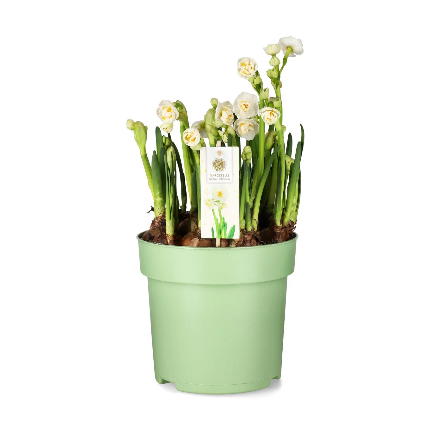 Narcissus medioluteus 'Bridal Crown' Påskelilje 'Bridal Crown' Ø23 cm