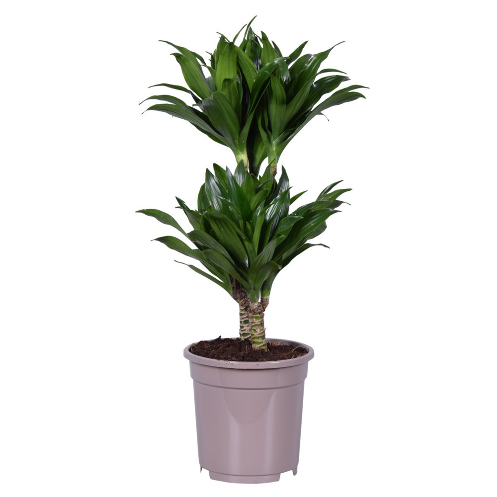 Dracaena deremensis 'compacta' - plante d'intérieur - ⌀ 17 cm - hauteur 60-70cm