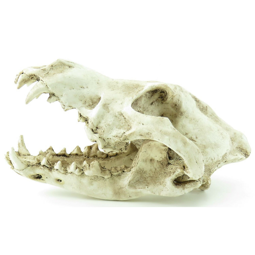 Crâne prédateur animaux, taille 24 x 13 x 13 cm, décoration aquarium