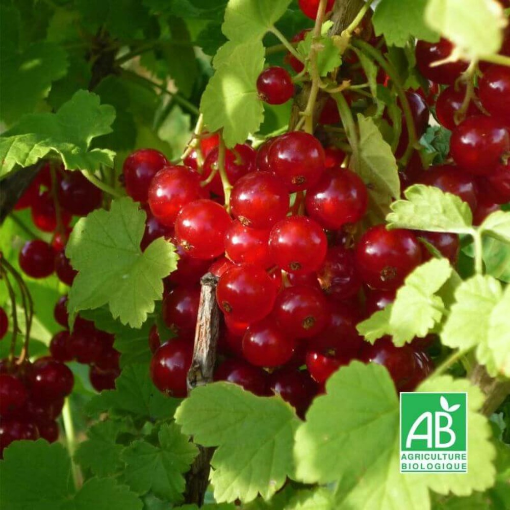 Groseillier 'versaillaise rouge' bio - godet 9cm