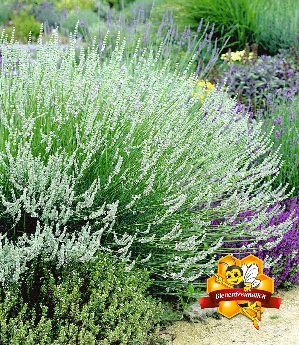 Winterhartes Staudenbeet 'Eleganz in Weiß'