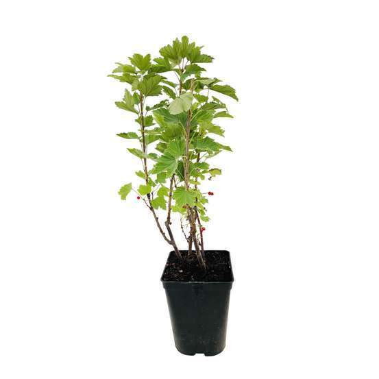 Groseillier à grappes blanc 'Blanka' bio : pot de 3 litres
