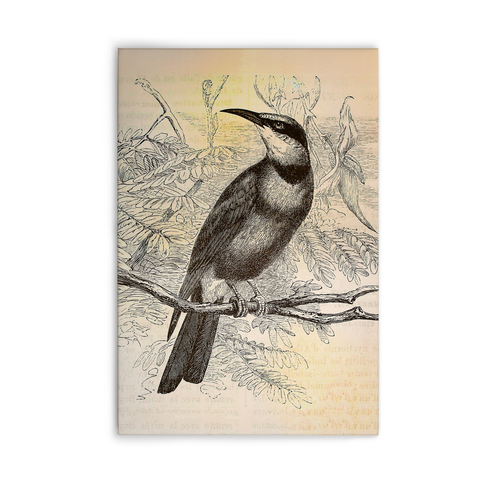 Leinwandbild VOGEL IM VINTAGESTIL - gelb-schwarz - 60x90 cm