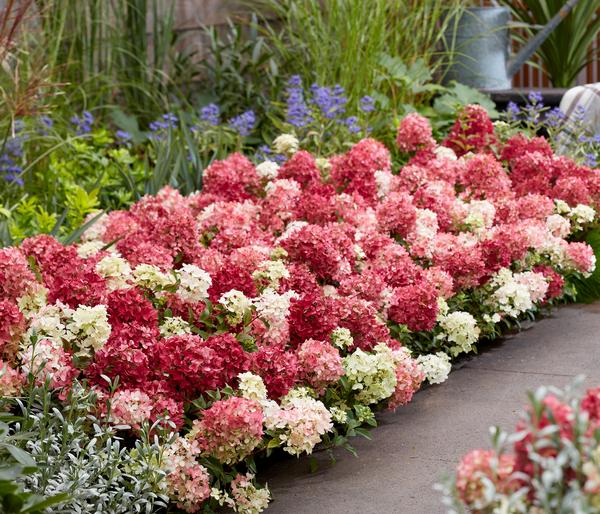 Bodendecker-Rispen-Hortensie Groundbreaker®