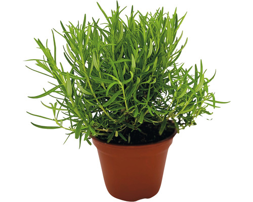 Biologische Rozemarijn FloraSelf Organic Rosmarinus officinalis Ø 12 cm Pot