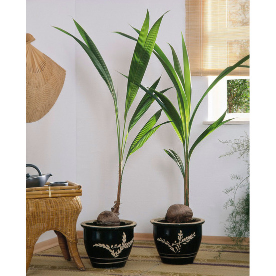 Cocotier nucifera : Pot H.150cm