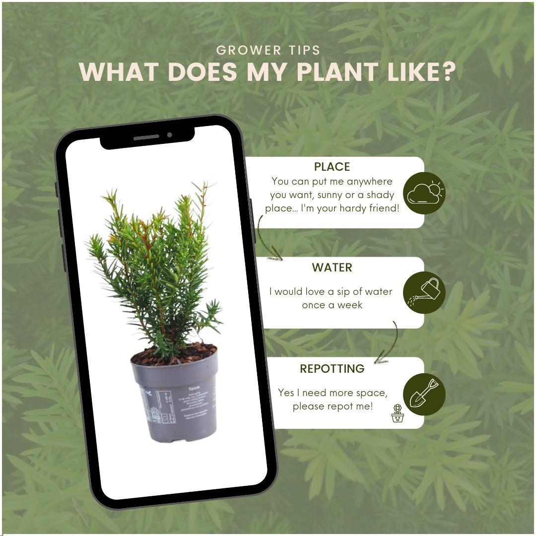 Taxus media farmen - lot de 6