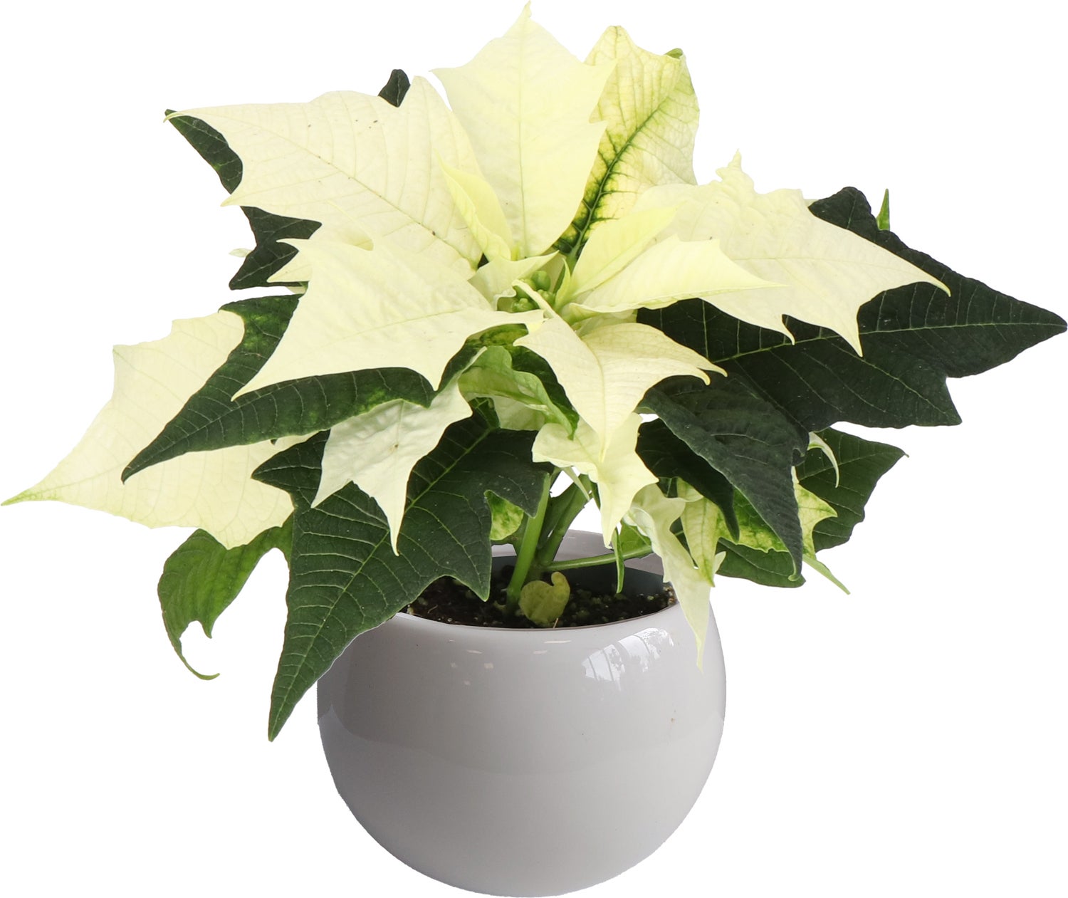 Arrangement Kerstster in magneetpotje wit D 6 H 15 cm