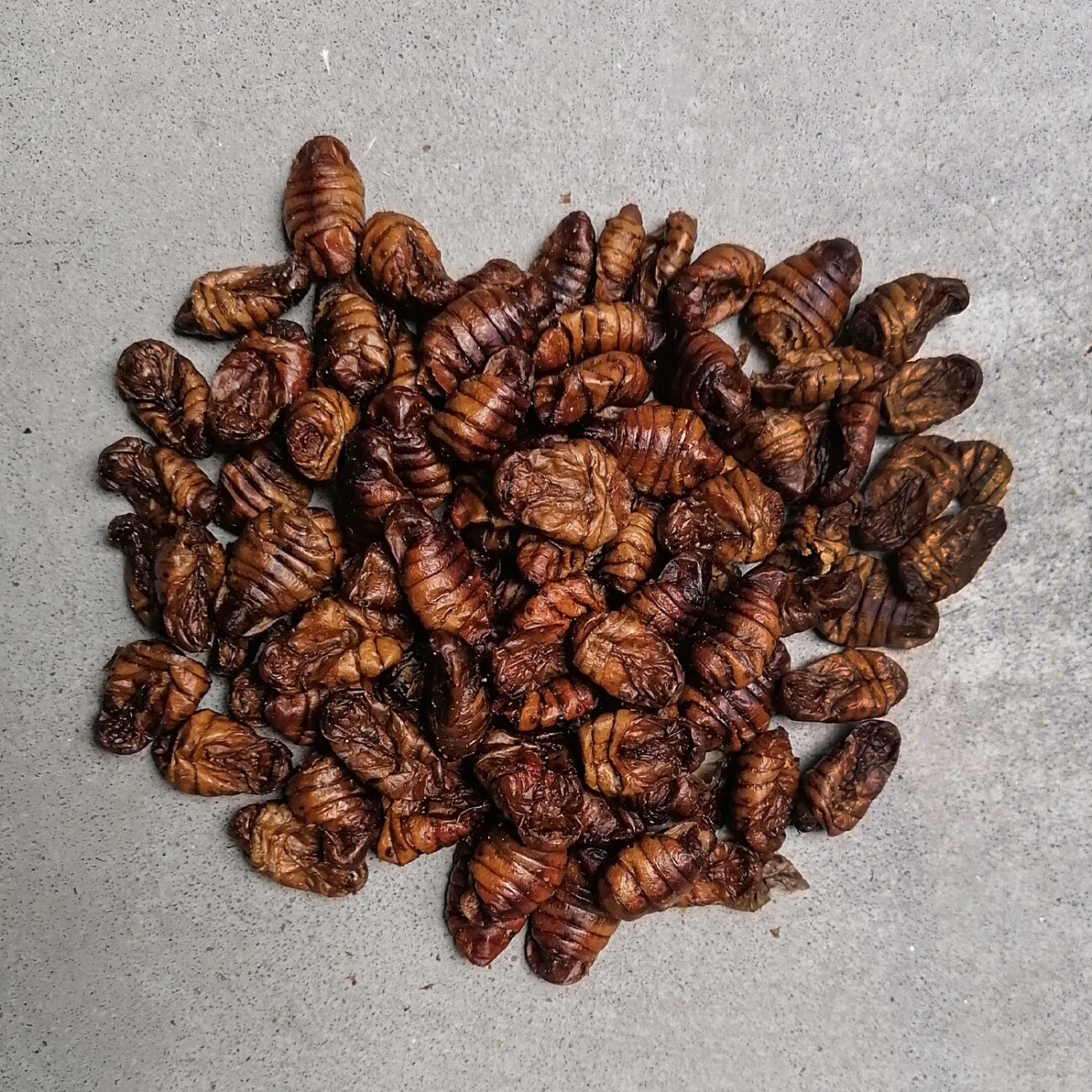 Insektus Seidenraupen 500 g