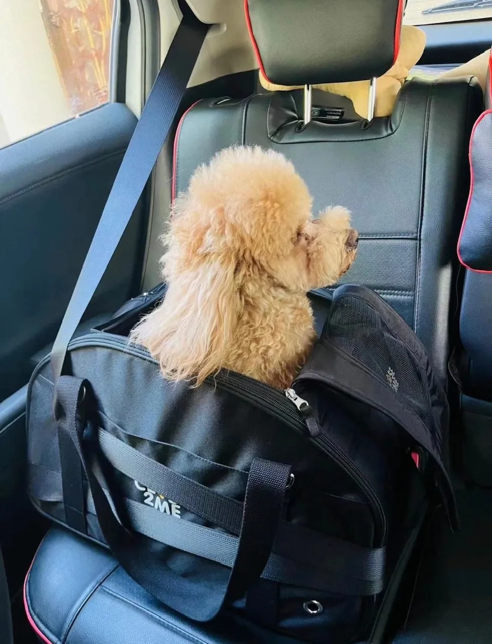 Close2Me DeLuxe Pet-Rider