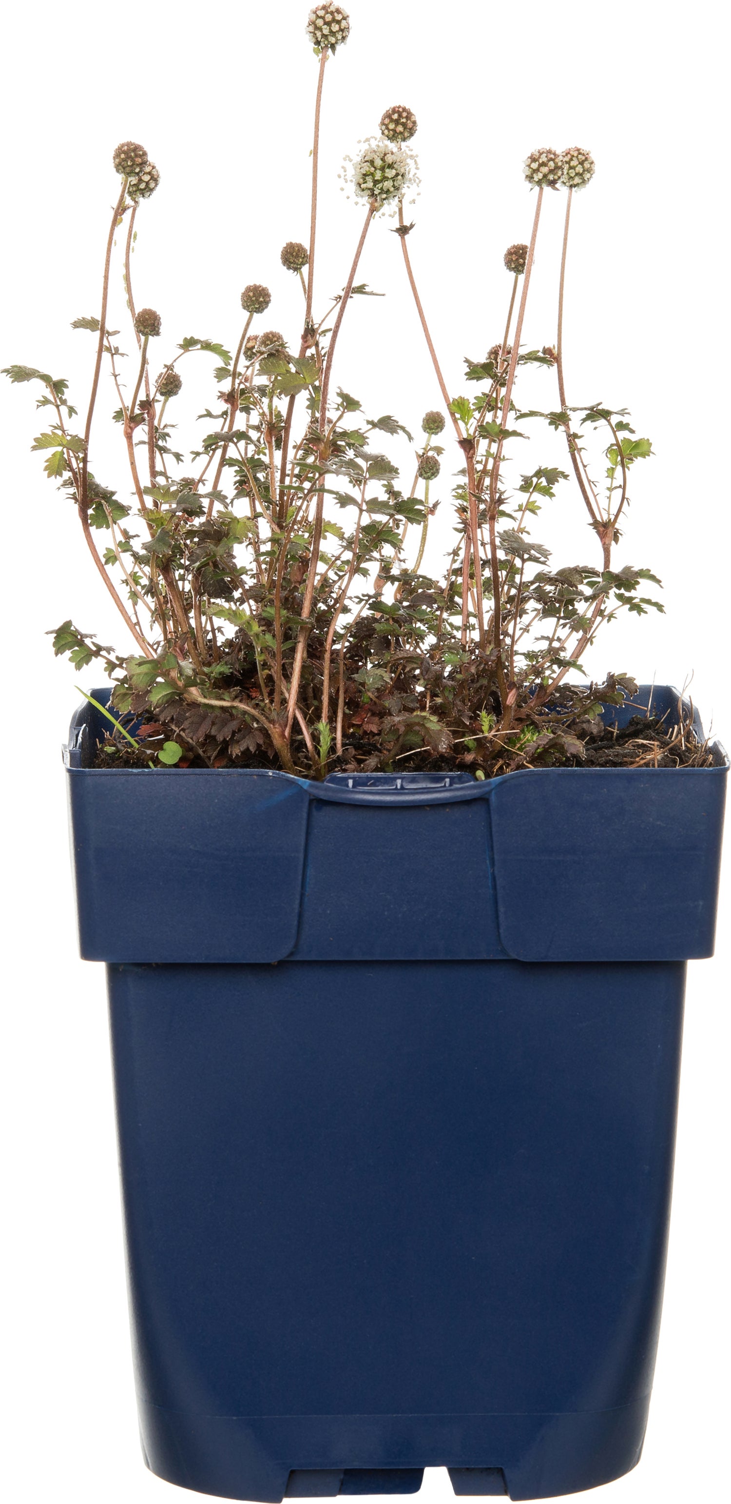 Stekelnootje (Acaena microphylla 'Kupferteppich') D 11 H 10 cm