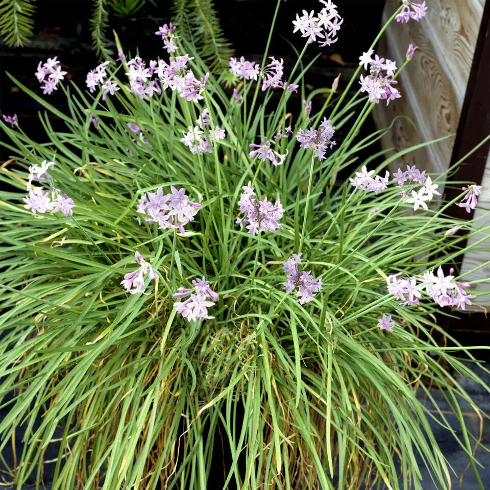 Kaapse knoflook - Set van 3 - Tulbaghia violacea - Hoogte 15-25cm - ⌀9cm