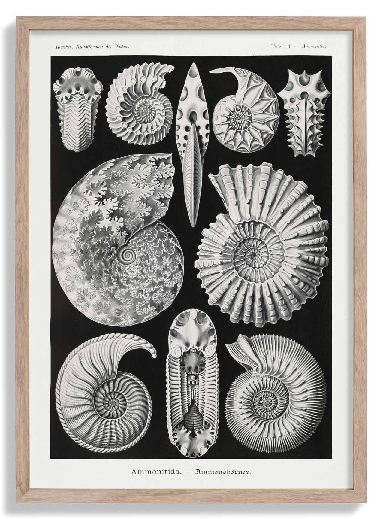 Ammonitida von Ernst Haeckel