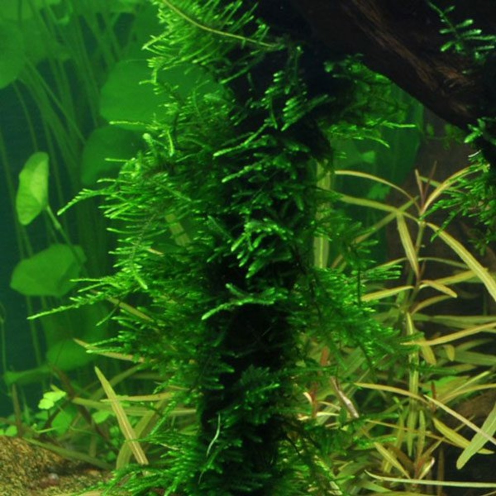 Taxiphyllum spiky moss en portion