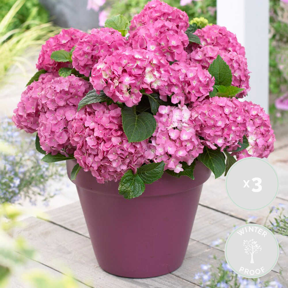 3x hydrangea macrophylla 'early pink' - hortensia - arbuste - rustique – ⌀10.5 cm - ↕20-25 cm