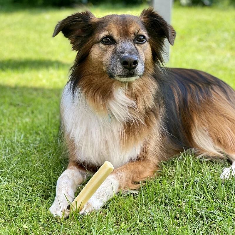 Swisscowers Cheese Bars 80 gram – Natuurlijk tussendoortje voor honden