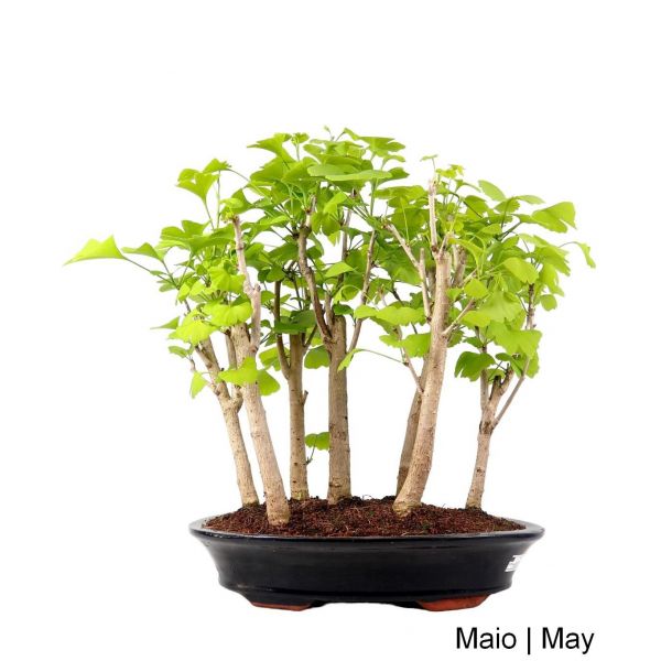 Luso Bonsai Ginkgo Biloba Bonsai de 21 anos - 54941FL