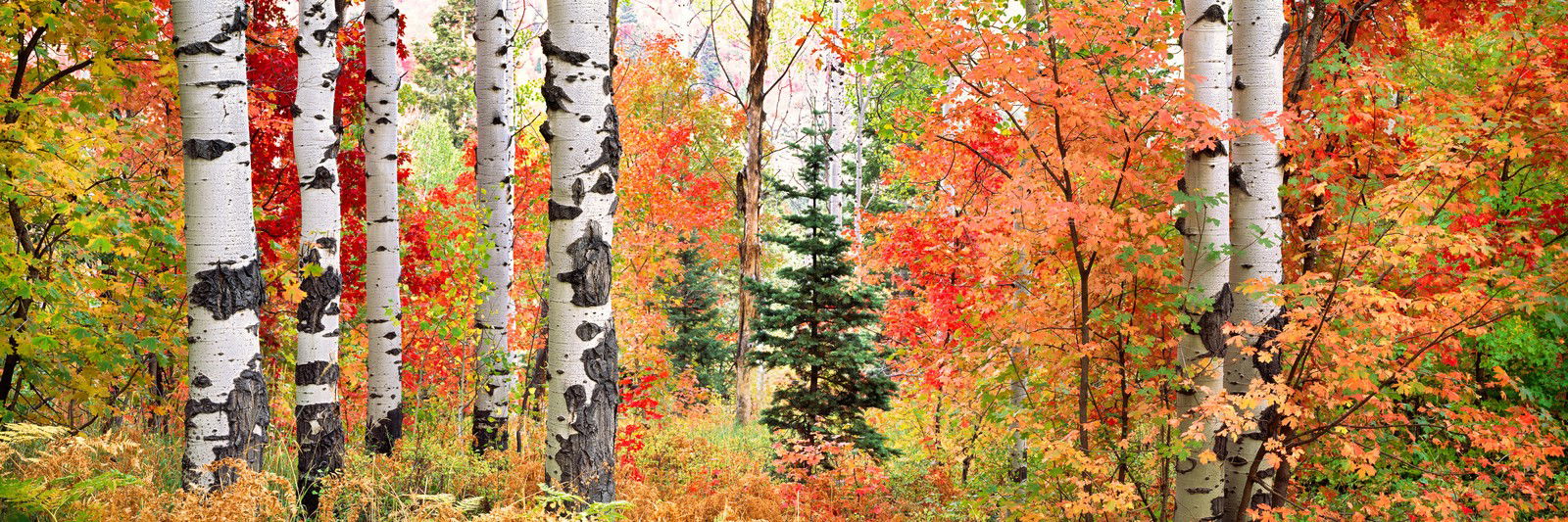 Autumn Sunlight by Steven Friedman - Limited Edition. Edition of: 150. Signed.